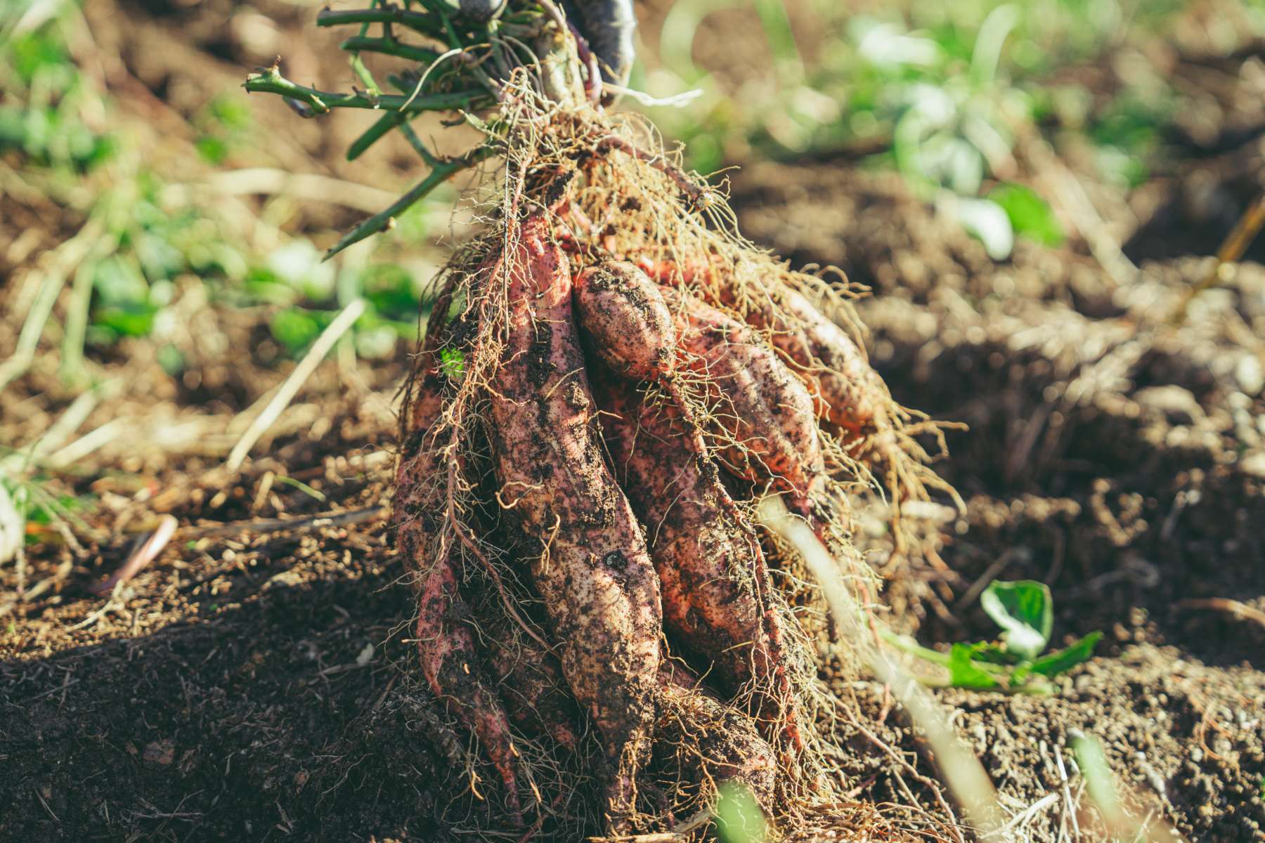202610farm6_1800_5.jpg