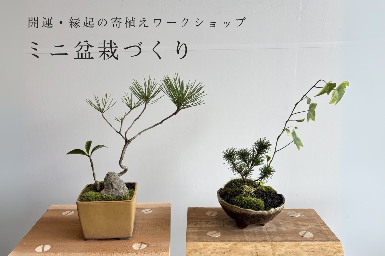 新年の福を呼び込む！【開運・縁起の寄植え】ミニ盆栽づくり | VISON