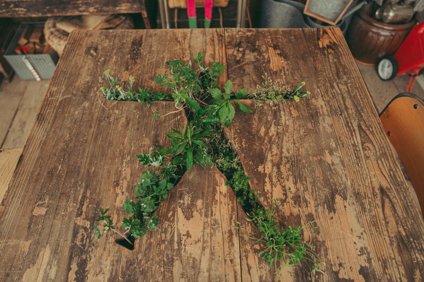 MEDICAL HERBMAN CAFE PROJECT | VISON Beautiful Village in TAKI