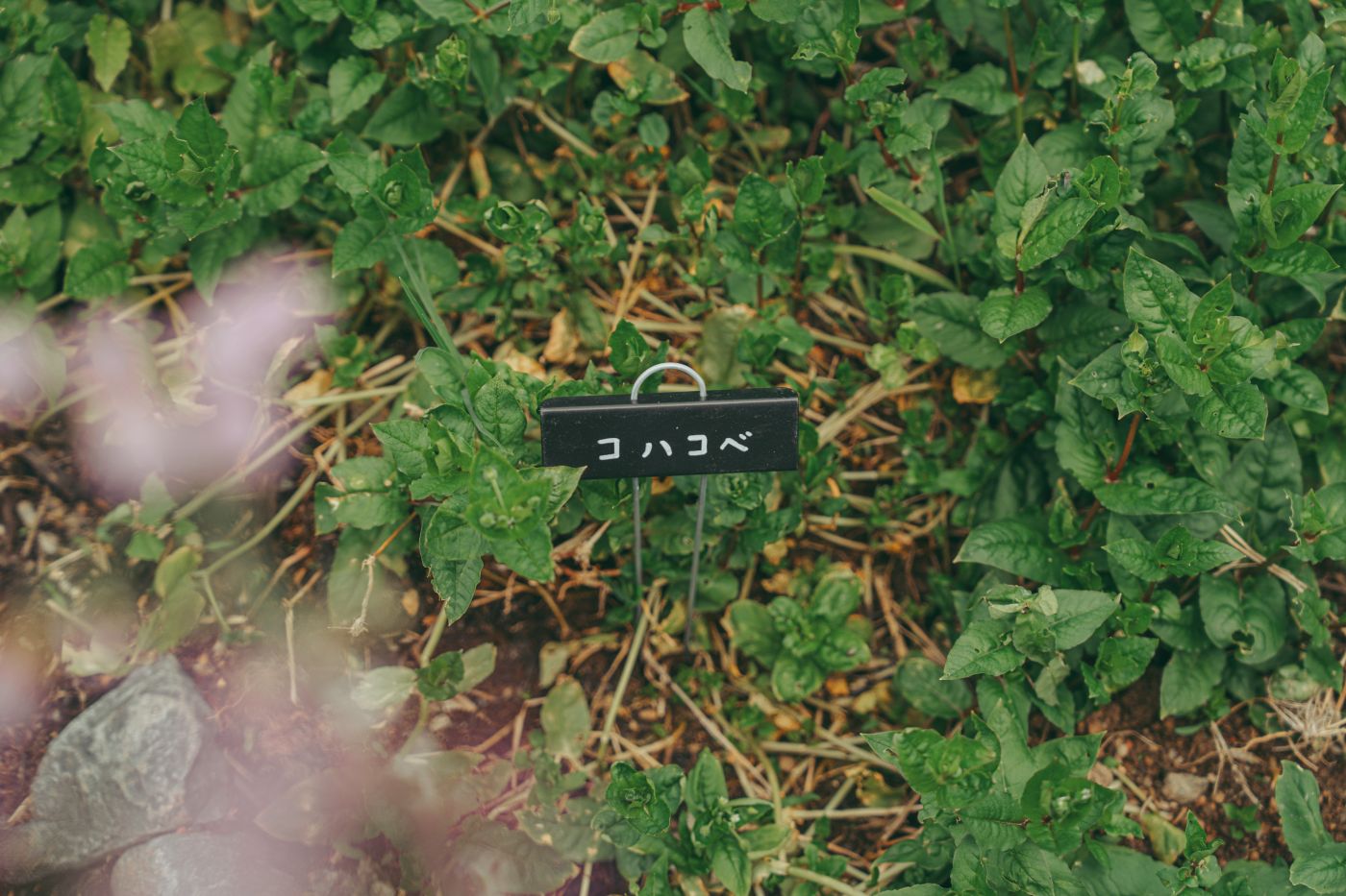 MEDICAL HERBMAN CAFE PROJECT | VISON Beautiful Village in TAKI